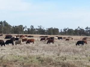 Long Paddock, Newel Highway